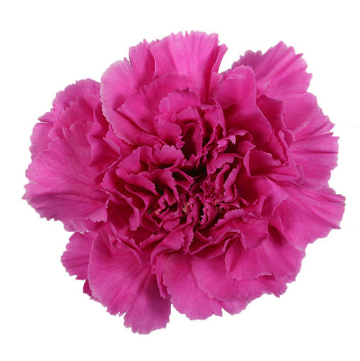 Carnation Farida  Continental Farms