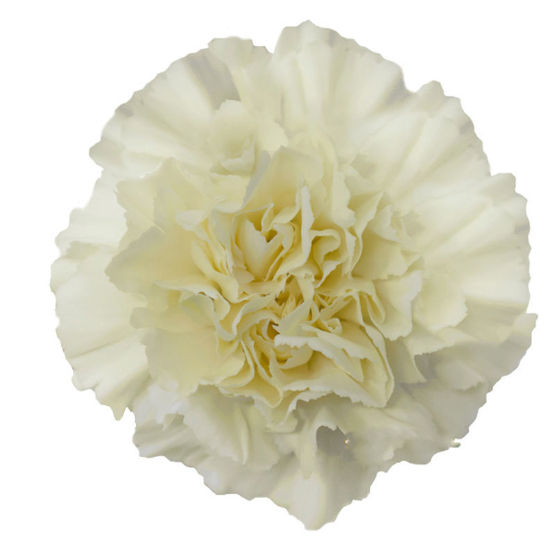 Carnation Cream Cut Carnations Flower Suppliers Wholesale Flowers