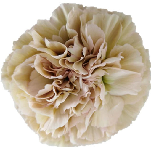 Picture of Carnation Caramel