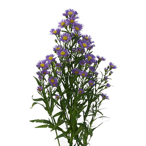 Picture of Aster Casamere
