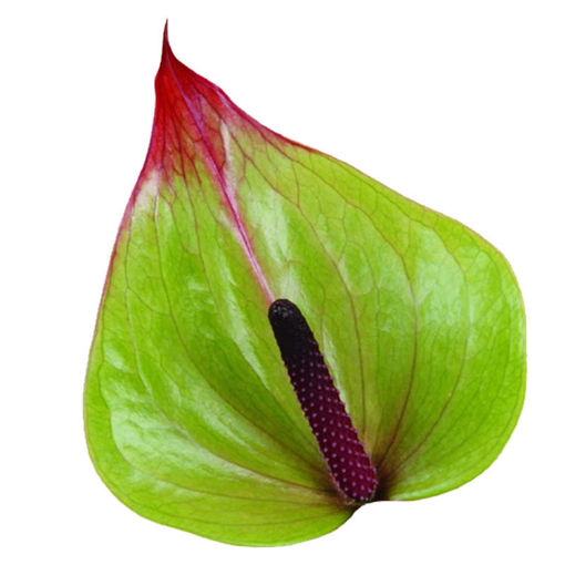 Picture of Anthurium Jaguar Green