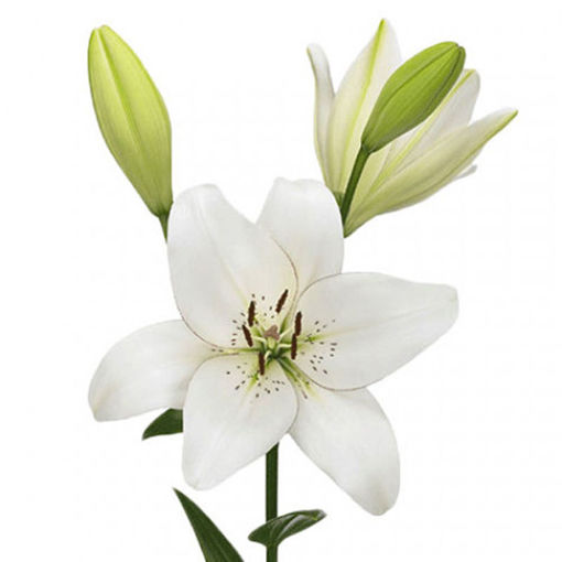 Picture of Lillium LA Eyeliner