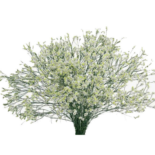 Picture of Limonium Diamond White