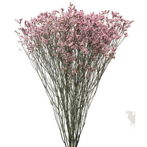 Picture of Limonium China Pink