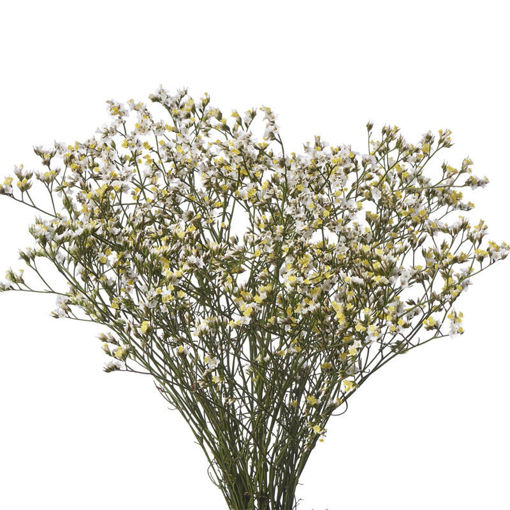 Picture of Limonium China White