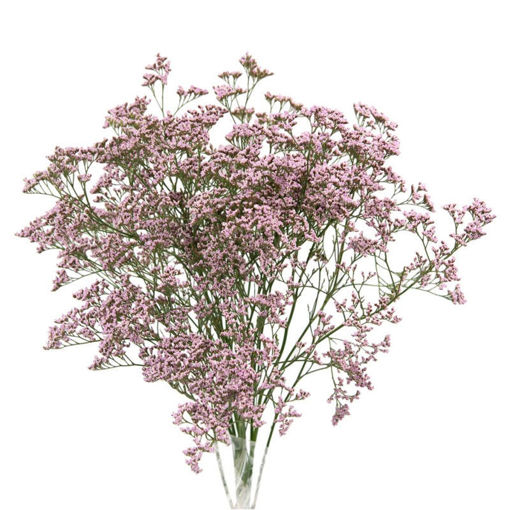 Picture of Limonium Safora Oshi