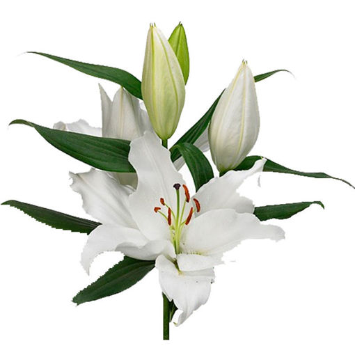 Picture of Lillium Oriental Severn
