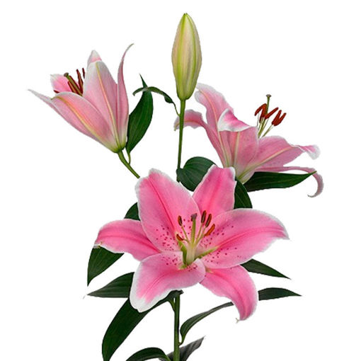 Picture of Lillium Oriental Sorbonne