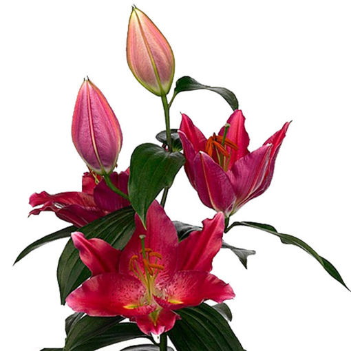 Picture of Lillium Oriental Pica