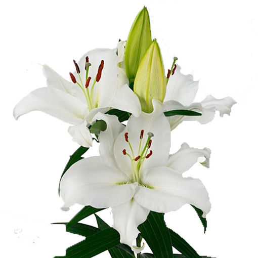 Picture of Lillium Oriental Pacific Ocean