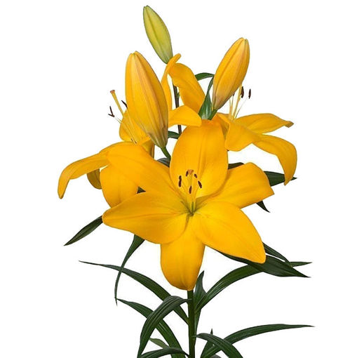 Picture of Lillium LA nenana