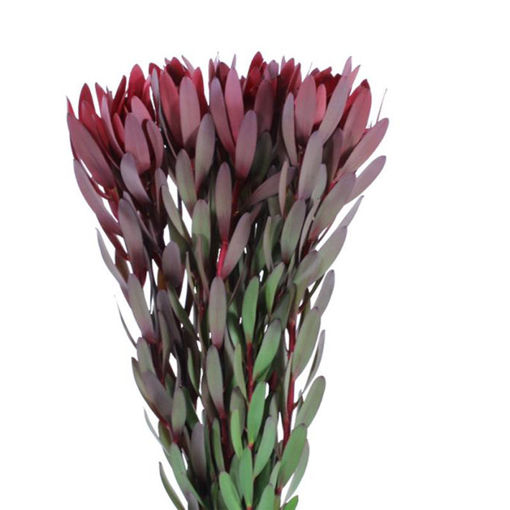 Picture of Leucadendron Safari Sunset
