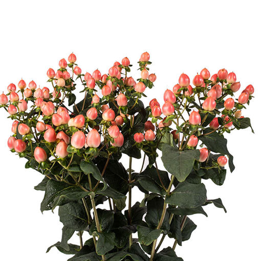 Picture of Hypericum Magical Royal Princess