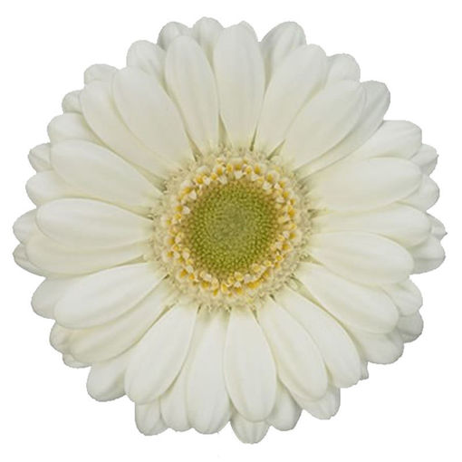 Picture of Germini Albino