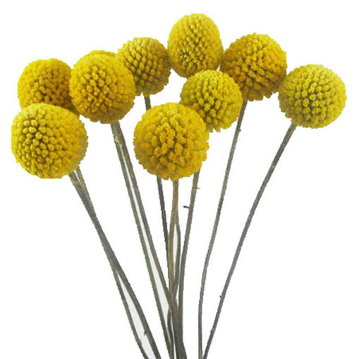 Picture of Craspedia