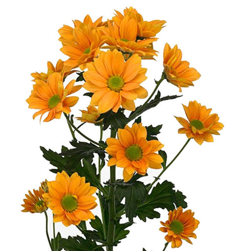 Picture of Chrysant. Spray Woodpecker