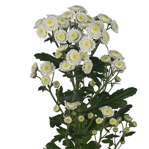 Picture of Chrysant. Spray Stallion
