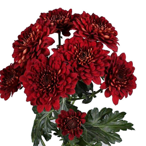 Picture of Chrysant. Spray Popov