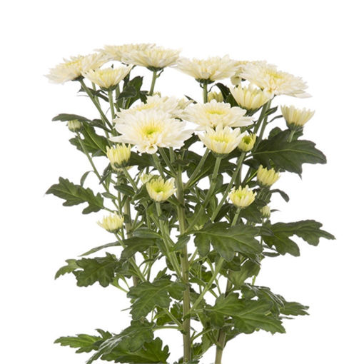 Picture of Chrysant. Spray Sorbet Vanilla