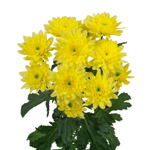 Picture of Chrysant. Spray Euro Sunny