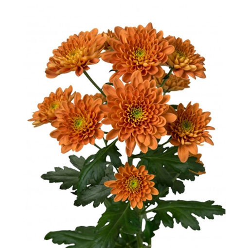 Picture of Chrysant. spray Bartoli