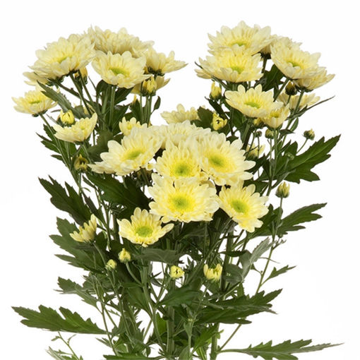 Picture of Chrysant. Spray Radost Cream