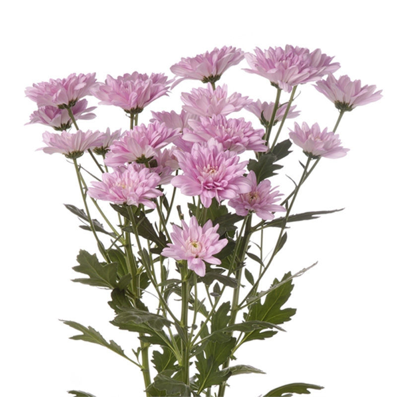 Chrysant Spray Baltica Pink Wholesale Flowers Chrysanthemums 