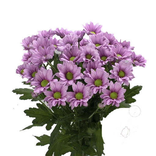 Picture of Chrysant. Spray Ballerina