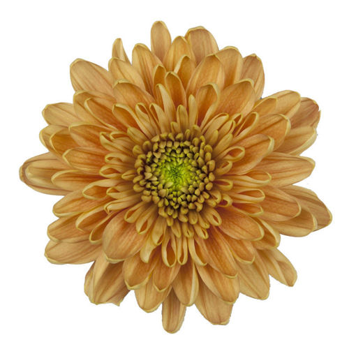 Picture of Chrysant. Disbud Rossano Orange
