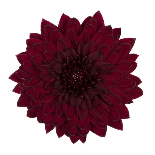 Picture of Chrysant. Disbud Pip Red