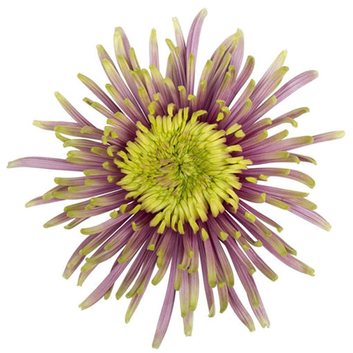 Picture of Chrysant. Disbud Baltazar