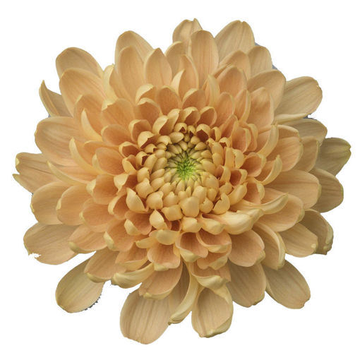 Picture of Chrysant. Disbud Aljonka Salmon