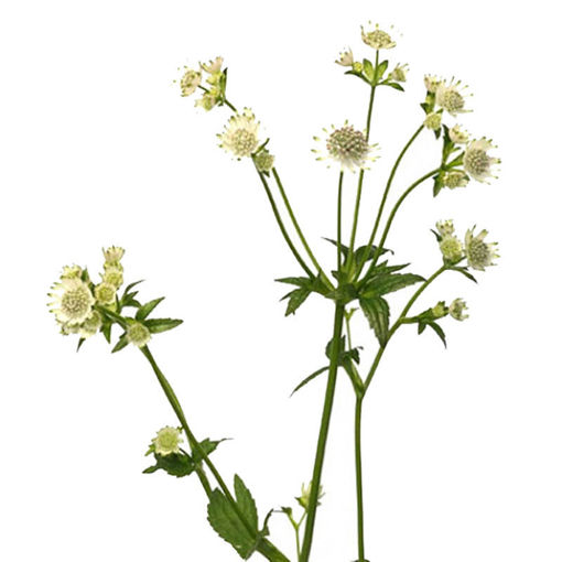 Picture of Astrantia Million Stars