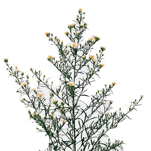 Picture of Aster Paquita