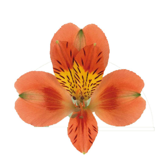 Picture of Alstroemeria Party