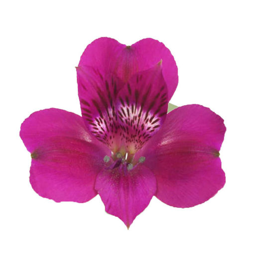 Picture of Alstroemeria Casanova