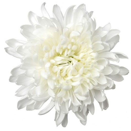 Picture of Chrysant. Disbud Antonov