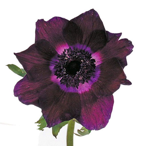Picture of Anemone Meron Bordeaux