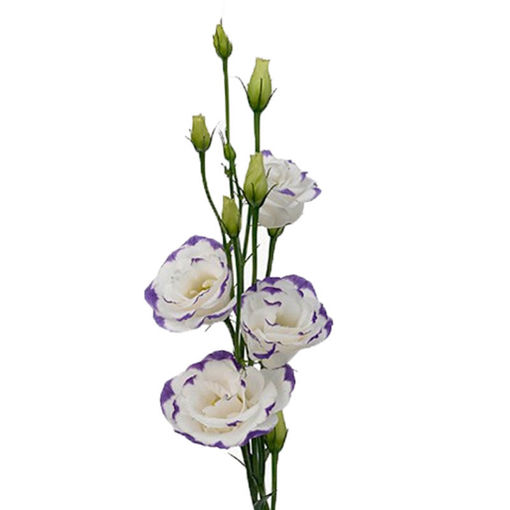 Picture of Lisianthus Excalibur White - Blue