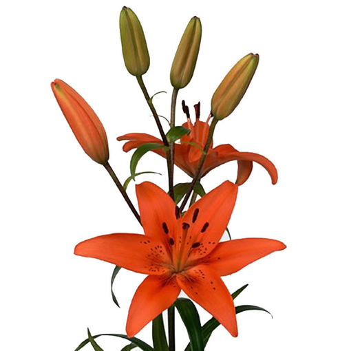 Picture of Lillium Asiatic Tresor