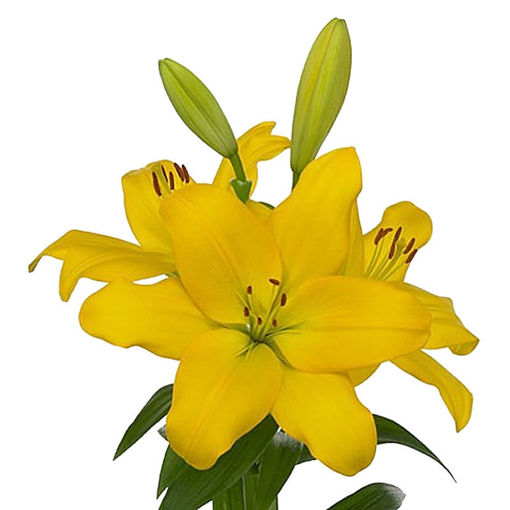 Picture of Lillium LA Nashville