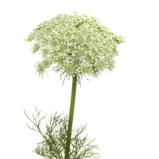 Picture of Ammi Visnaga