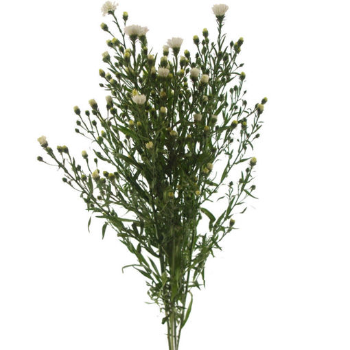 Picture of Aster Pretty Wendy