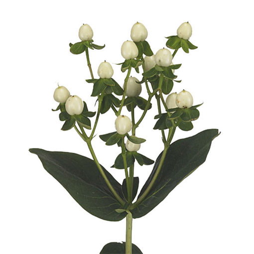 Picture of Hypericum Coco Uno