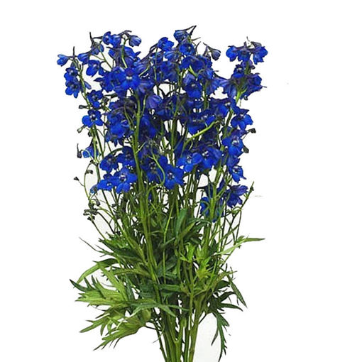 Picture of Delphinium Belladonna Blue