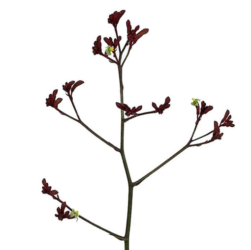 Picture of Anigozanthos Early Spring