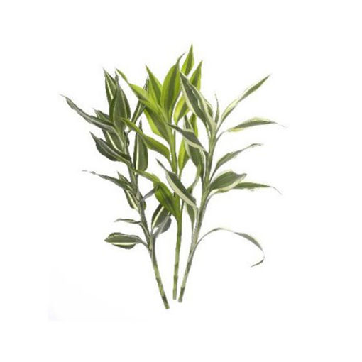 Picture of Dracaena Sanderiana Mixed