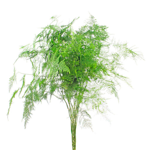 Picture of Asparagus Plumoses