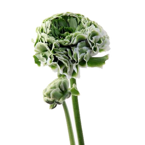 Picture of Ranunculus Pon-Pon Igloo