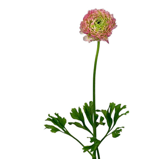 Picture of Ranunculus Pon-Pon Malva